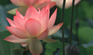 SANTA BARBARA CENTER FOR AWAKENING
