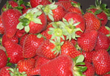 Strawberries are Vata-Pacifying