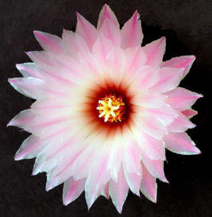 Santa Barbara Spiritual Counseling