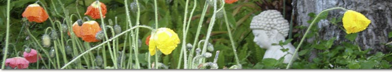 Licensed Massage, Lymphatic & Craniosacral Therapist, Reiki Master in Santa Barbara, Petra Deker