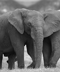 Interspecies Communication in Ojai and Santa Barbara, California by Susan Draffan