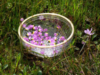 Santa Barbara flower essence therapy