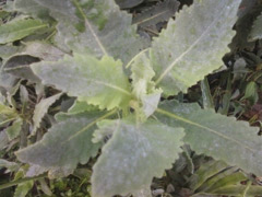 Yerba Santa - Santa Barbara Native Herbs