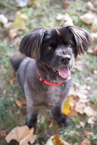 Animal Massage Therapist in Ventura