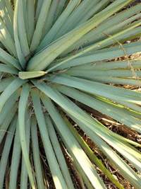 Spiritual Counseling in Santa Barbara California by Laura L. Mancuso, MS