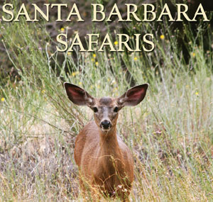 Off-road Land Rover safari adventures through the mountains of Santa Barbara County and the Los Padres National Forest