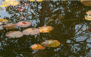 Inspirational Realms - Divinely Inspired Greeting Cards