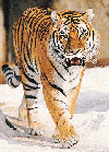 Year of the Tiger - 2010