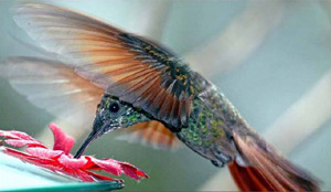 Symbolism of Hummingbird in Break Through Energy Psyche Therapy