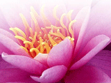 Acupuncture, Nutritional Consultation & Natural Weightloss in Westlake / Thousand Oaks - Westlake Village Alternative Healthcare