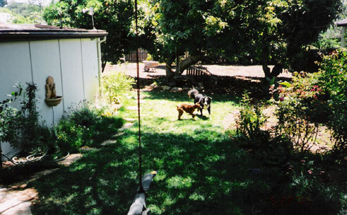 Dog Boarding in Santa Barbara